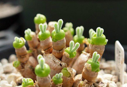 节日临近 鲜花走俏