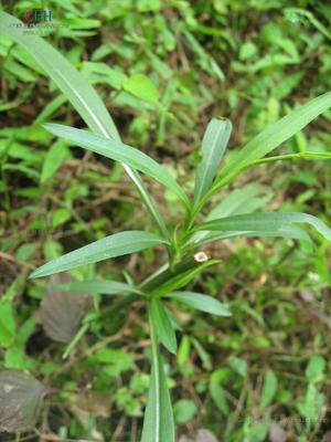 钻叶紫菀