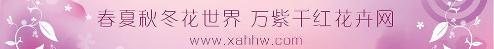 河北邱县：丝棉木工程苗卖得火