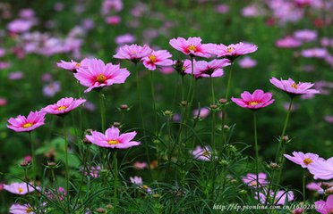 甘肃张掖：格桑花开秋意浓