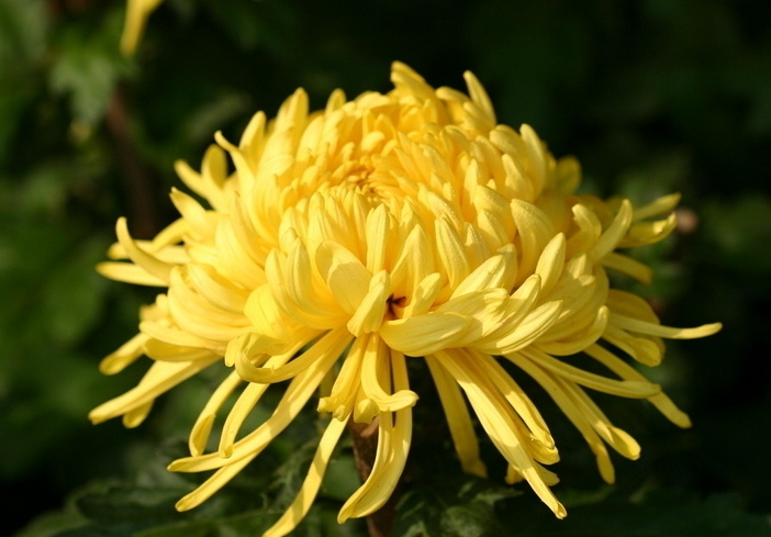 家里养菊花好吗