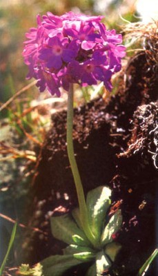 白心秋花报春播