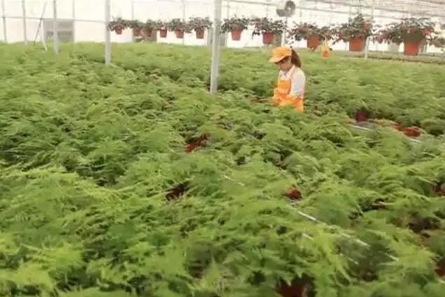 【花卉网推荐企业】陕西馨盛花卉苗木科技有限公司