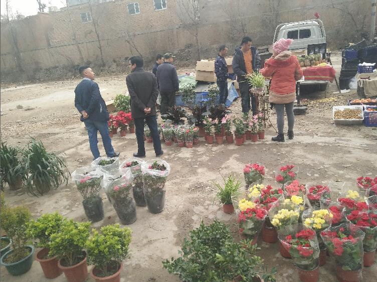 街头盆景花卉带来春天的气息