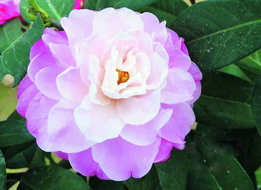 金华花企两茶花新品种登录