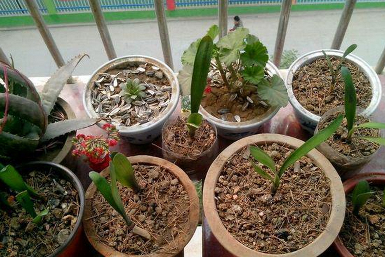 新手养花，先来懂得给花卉如何上盆？