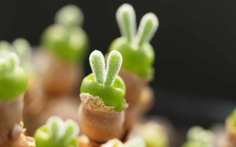 这才是多肉植物正确的浇水方法，果断收藏！