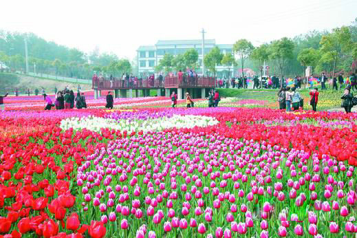 多项赏花旅游节在武汉木兰花乡开幕