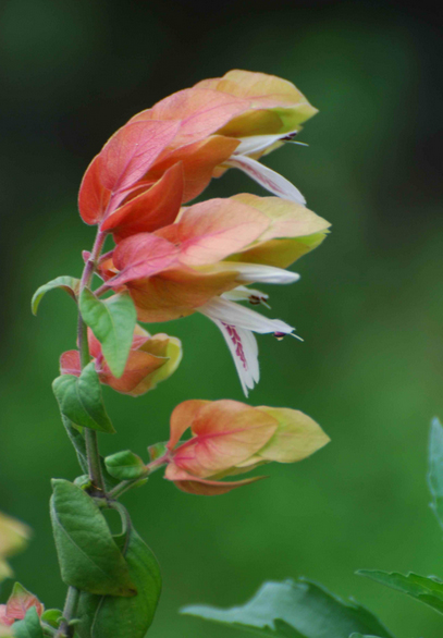 虾衣花