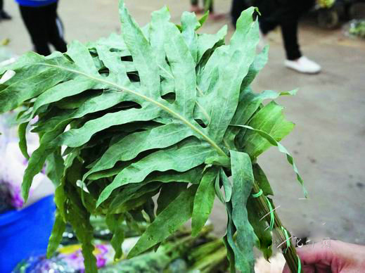 “网红”花材斗南热销