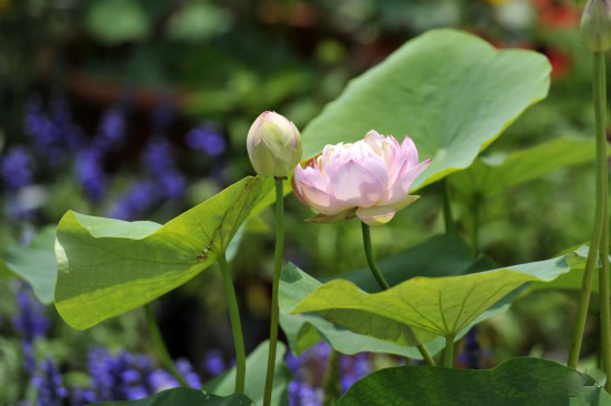 西安植物园新园区迎来首次夏季水生植物展