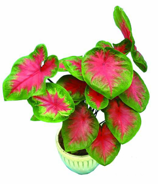 广东两个花叶芋新品种通过现场鉴定