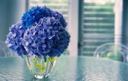 7月国内主要鲜切花行情
