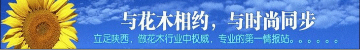 “花卉致富梦”的引路人
