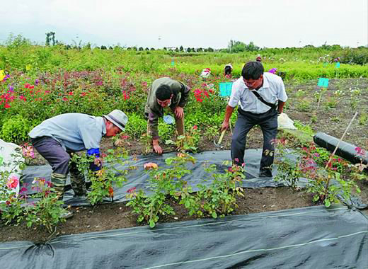 云南大理用地布防控花田杂草（西安花卉租摆）