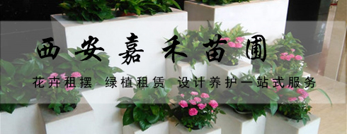 西安嘉禾苗圃