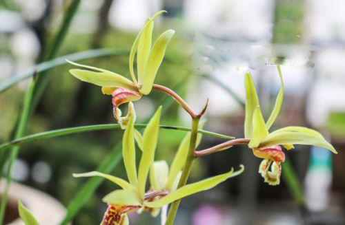 广昌花卉爱好者成功驯化野生兰花品种