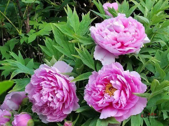 河池：花卉种植面积2万多亩