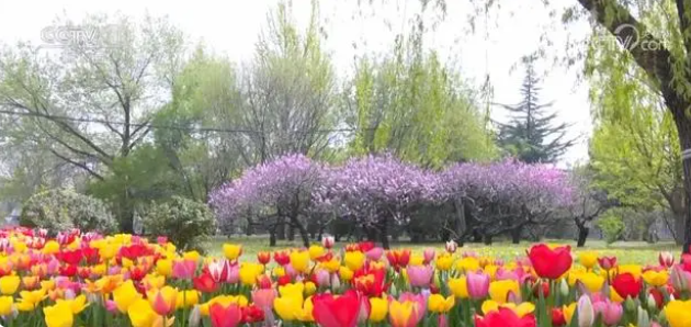 全国种苗花卉年产值超5000亿元 &ldquo;美丽&rdquo;经济绽放勃勃生机