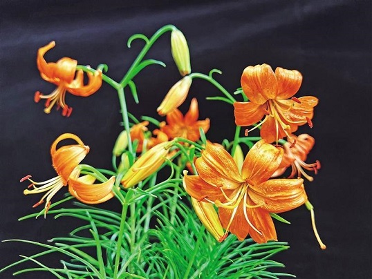 “延丹1号”花瓣颜色呈橘红色，花朵比野生山丹丹大，叶片密而多呈塔状分布，茎秆粗壮。|西安花卉网