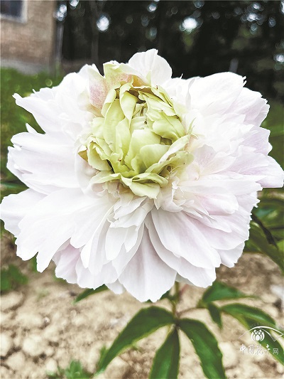 &ldquo;芍药自古无绿色，菏泽现有&lsquo;绿宝石&rsquo;&rdquo; &lsquo;绿宝石&rsquo;让他从土专家变成&ldquo;芍药王&rdquo;