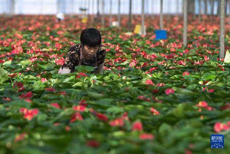 湖北钟祥：发展花卉产业 助农增收增效
