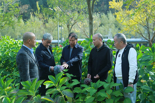 陕西省花卉协会&mdash;&mdash;乡村振兴帮扶在行动