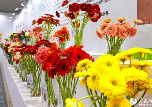 本次花卉展集中展出了海峡两岸众多精品花卉及花卉新品种