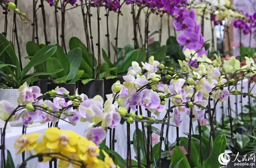 本次花卉展集中展出海峡两岸众多精品花卉及花卉新品种，其中台湾最新研发的花卉新品100多种