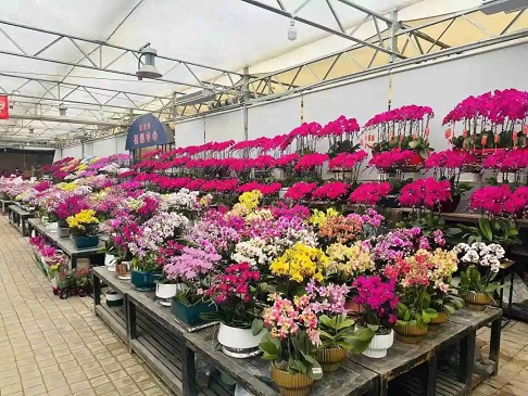 陕西省长安年宵花