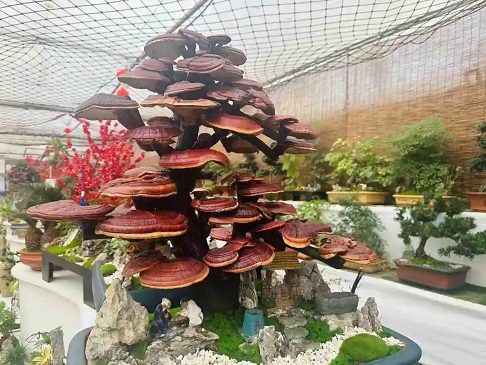 陕西省长安年宵花市场
