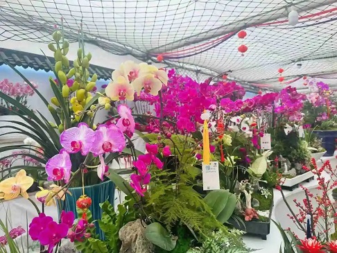 陕西省长安年宵花