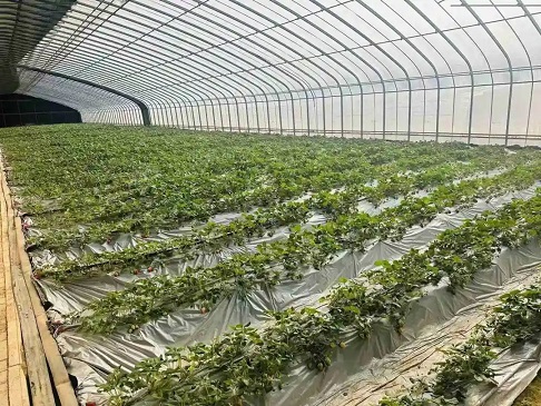 陕西省长安年宵花