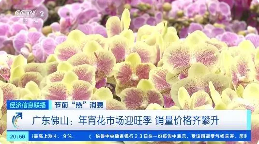 春节年宵花价格暴涨？蝴蝶兰有品种贵1倍，有基地花卉还没上市就被预订一空