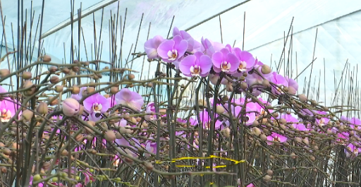 西安市高陵区：蝴蝶兰开出乡村振兴&ldquo;致富花&rdquo;
