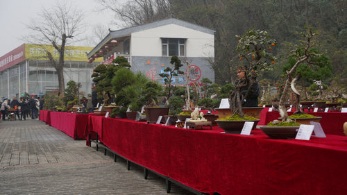陕西安康第六届精品盆景展开展匠心作品精彩呈现