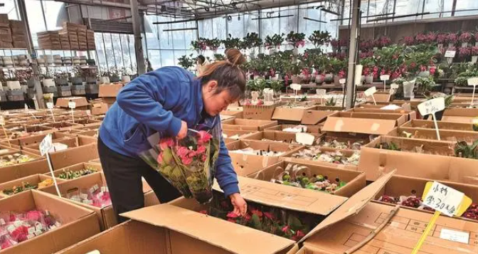 2月21日，秦岭花世界的工作人员将顾客预订的花卉装箱