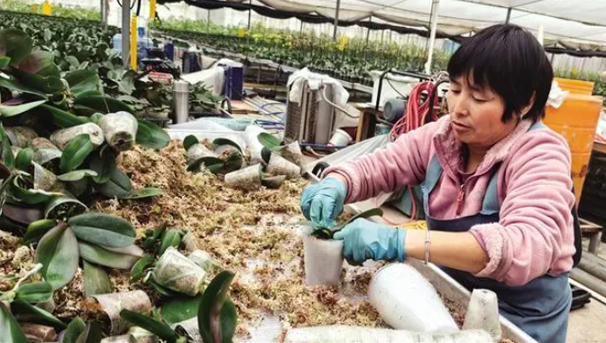 2月21日，西安鲜花港的工作人员给蝴蝶兰更换花盆