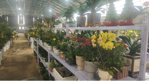 西安市高陵区花卉市场