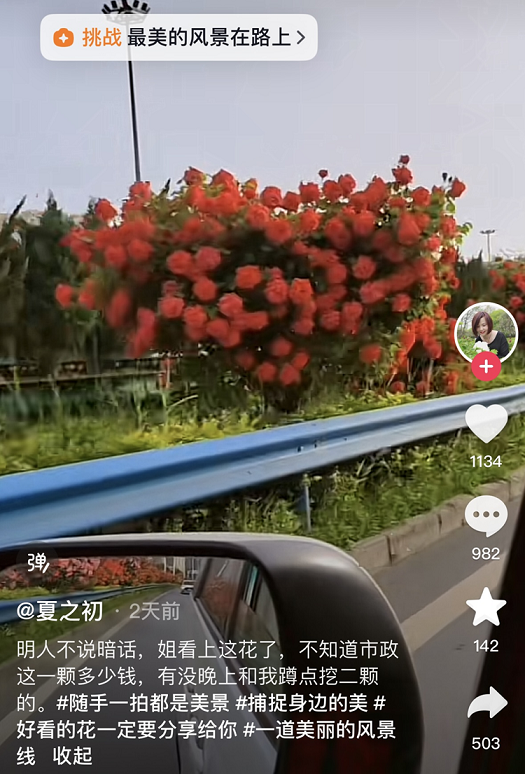 西安街头的花到底是啥品种？解答来了 赶紧养起来！