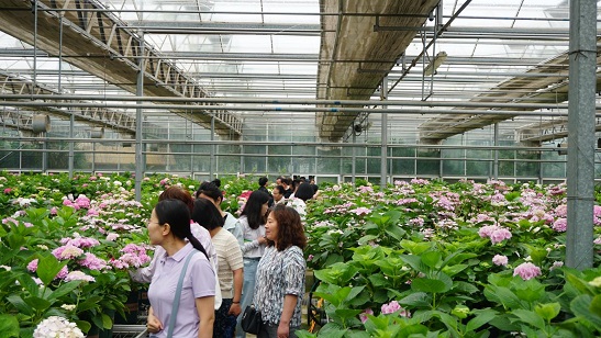 2024西安绣球花品种展盛大启幕：产业振兴与城市美学新高度