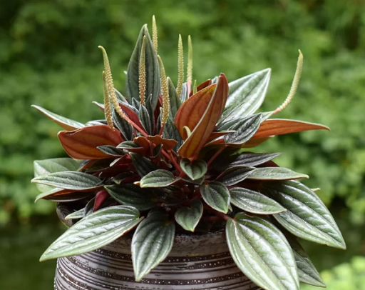 没病虫害皱叶椒草的养护方法