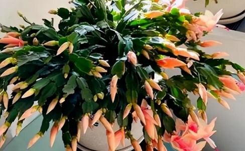蟹爪兰秋凉要&ldquo;勤养&rdquo;，让叶片硬如铁，蹭蹭冒花芽！