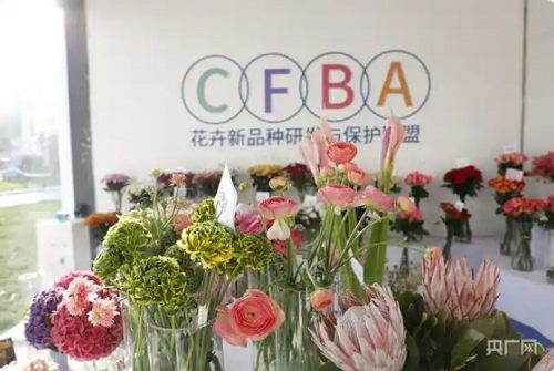 斗南花卉展开幕 集中展出千余个新优品种