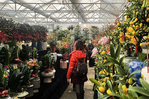 秦岭花世界：百花齐放 年宵花市红火开启