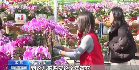 不只蝴蝶兰 北京年宵花市场&ldquo;上新&rdquo; 市民选购清单有了新选择
