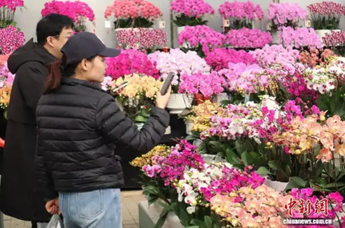 秦岭脚下花正艳 西安年宵花迎销售热潮