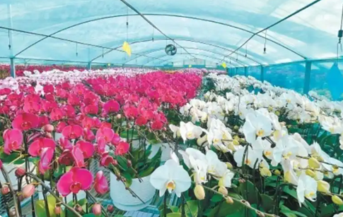 &ldquo;彩蝶&rdquo;织就美丽画卷-高陵区8万余株蝴蝶兰竞相绽放