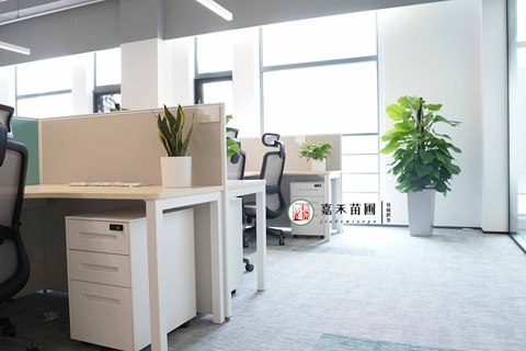 西安企业绿植租赁市场前景分析